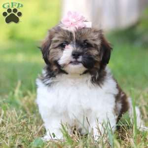 Hazel, Shih-Poo Puppy